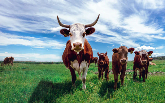 Zoonosis en el entorno pecuario mexicano