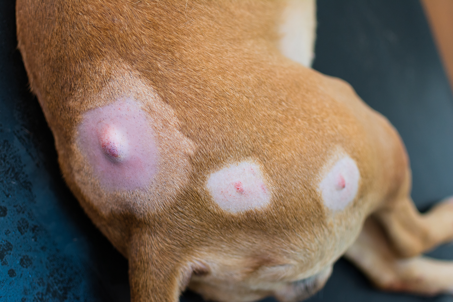 Dermatológicos